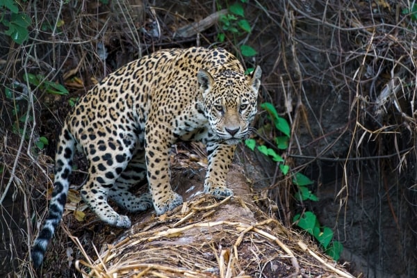 Pantanal