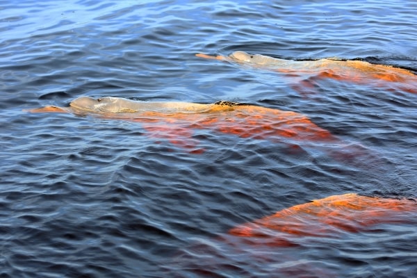 Negro River